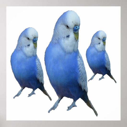drei blaue Wellensittiche Poster (Voorkant)