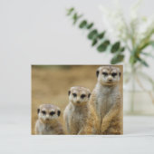 drei Erdmaennchen (Suricata suricatta) Briefkaart (Staand voorkant)