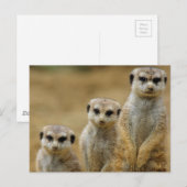 drei Erdmaennchen (Suricata suricatta) Briefkaart (Voorkant / Achterkant)