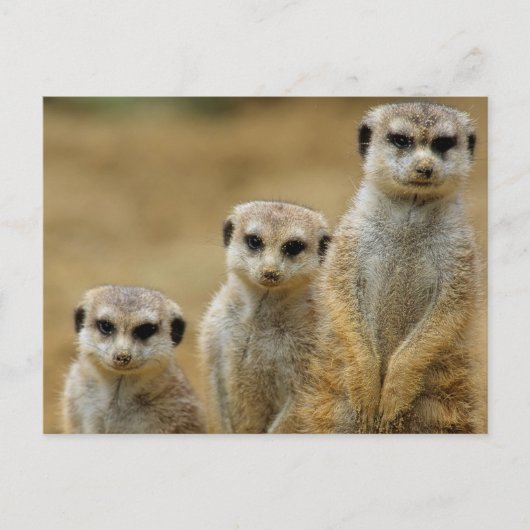drei Erdmaennchen (Suricata suricatta) Briefkaart (Voorkant)