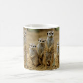 drei Erdmaennchen (Suricata suricatta) Koffiemok (Center)