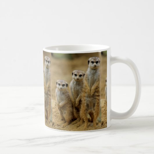 drei Erdmaennchen (Suricata suricatta) Koffiemok (Rechts)
