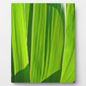Drei grüne Maisblätter Fotoplaat (Voorkant)