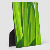 Drei grüne Maisblätter Fotoplaat (Zijkant)