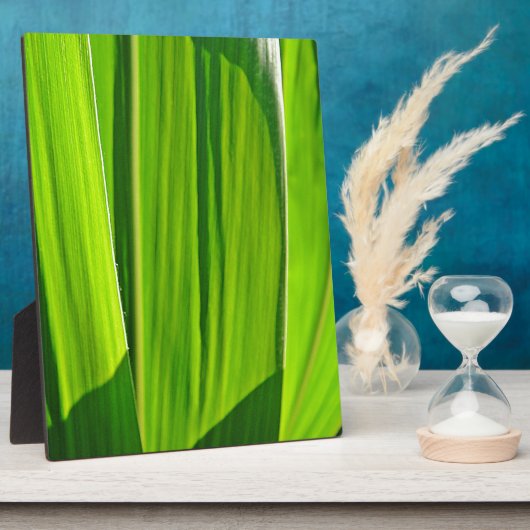 Drei grüne Maisblätter Fotoplaat (Zijkant)