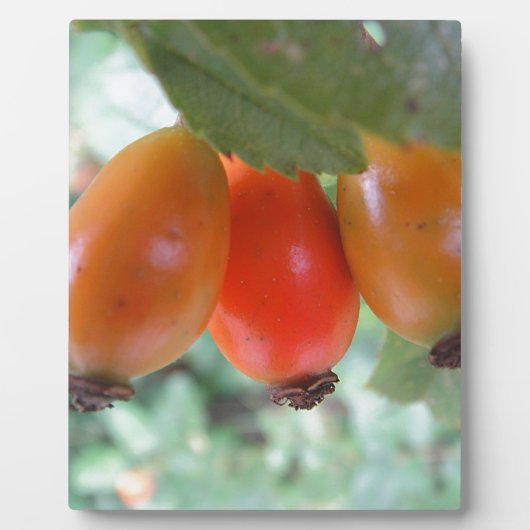 Drei oranje Hagebutten Fotoplaat (Voorkant)