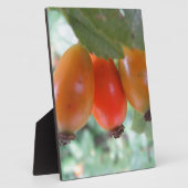 Drei oranje Hagebutten Fotoplaat (Zijkant)