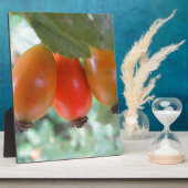 Drei oranje Hagebutten Fotoplaat (Zijkant)