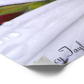 Drenched Daisy 5 Poster (Hoek)