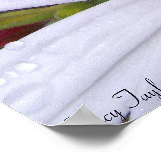 Drenched Daisy 5 Poster (Hoek)