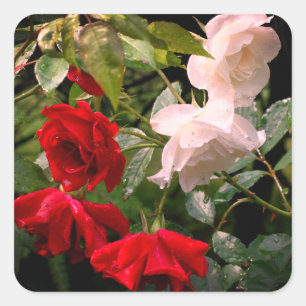 Drenched Rozen Floral Vierkante Sticker