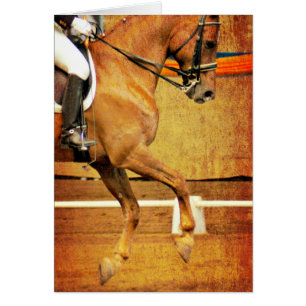 Dressage