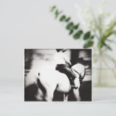 Dressage Briefkaart (Staand voorkant)