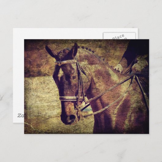 Dressage Briefkaart (Voorkant / Achterkant)