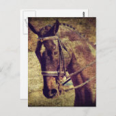 Dressage Briefkaart (Voorkant / Achterkant)