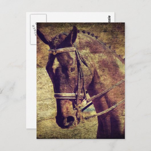 Dressage Briefkaart (Voorkant / Achterkant)