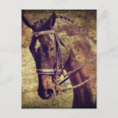 Dressage Briefkaart (Voorkant)