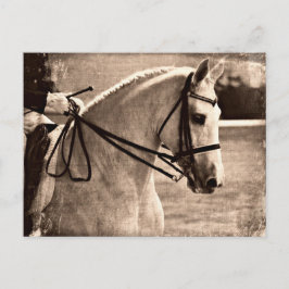 Dressage Grunge Briefkaart