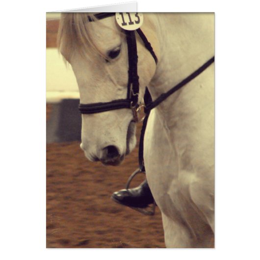 Dressage Horse 113 (Voorkant)