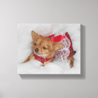 Dressy chihuahua print