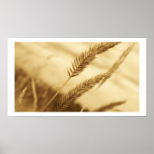 Drew Sullivan - Prairie Grass Poster (Voorkant)