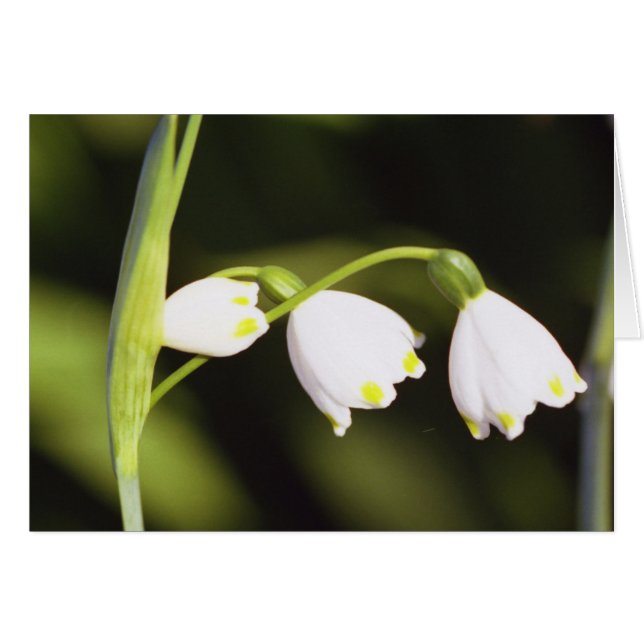 drie (Voorkant Horizontaal)