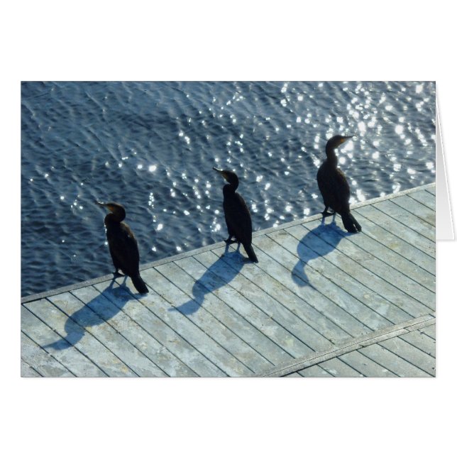 Drie aalscholvers (Voorkant Horizontaal)