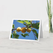 Drie abrikozenvruchten op boom kaart (Voorkant)