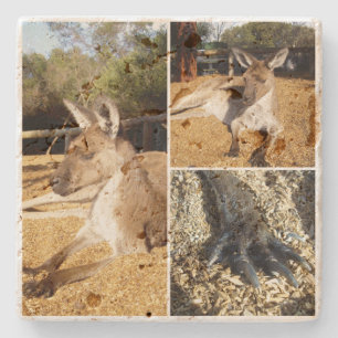 Drie Afbeelding Kangaroo Foto Collage Stenen Onderzetter