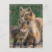 Drie Alert Fox Kits Briefkaart (Voorkant)