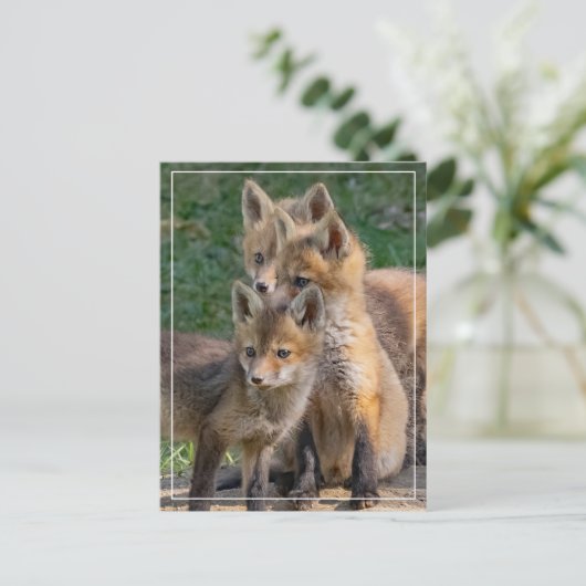 Drie Alert Fox Kits Briefkaart (Staand voorkant)