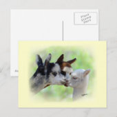 Drie Alpacas-Briefkaart Briefkaart (Voorkant / Achterkant)