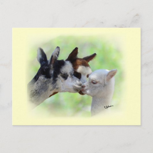 Drie Alpacas-Briefkaart Briefkaart (Voorkant)