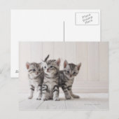 Drie Amerikaanse Shorthair Kittens Briefkaart (Voorkant / Achterkant)