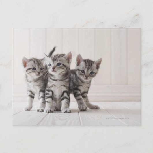 Drie Amerikaanse Shorthair Kittens Briefkaart (Voorkant)