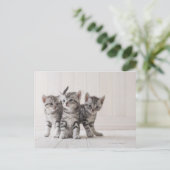 Drie Amerikaanse Shorthair Kittens Briefkaart (Staand voorkant)