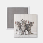 Drie Amerikaanse Shorthair Kittens Magneet (Voorkant / Achterkant)