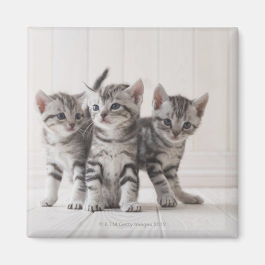 Drie Amerikaanse Shorthair Kittens Magneet (Voorkant)
