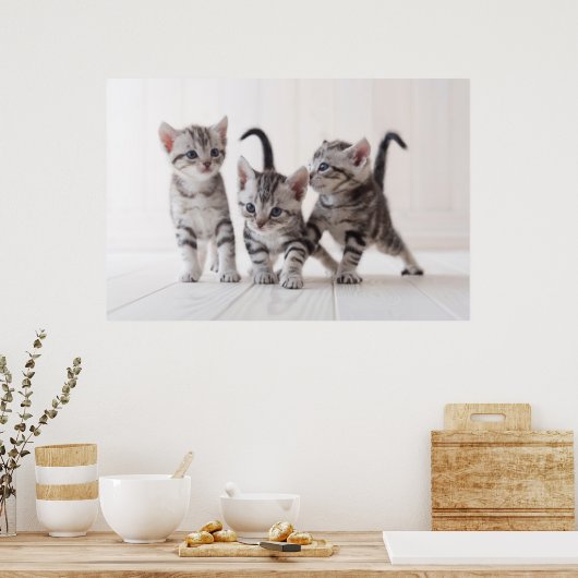 Drie Amerikaanse Shorthair Speling Poster (Keuken)