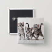 Drie Amerikaanse Shorthair Speling Vierkante Button 5,1 Cm (Voorkant /achterkant)