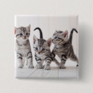 Drie Amerikaanse Shorthair Speling Vierkante Button 5,1 Cm