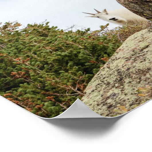 Drie Ami-Goats/Colorado Wildlife Poster (Hoek)