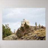 Drie Ami-Goats/Colorado Wildlife Poster (Voorkant)
