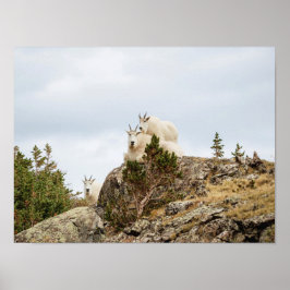Drie Ami-Goats/Colorado Wildlife Poster