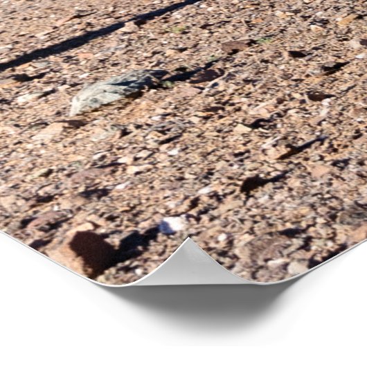 Drie Amigo Saguaros Poster (Hoek)