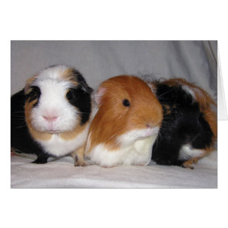 Drie Amigos