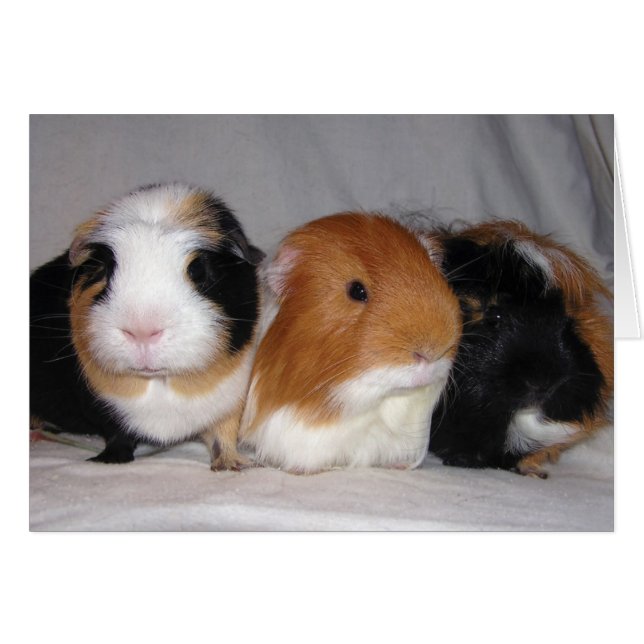 Drie Amigos (Voorkant Horizontaal)