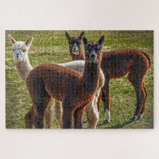 Drie Amigos Alpacas Legpuzzel
