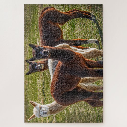 Drie Amigos Alpacas Legpuzzel (Verticaal)