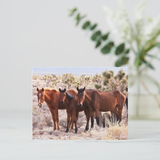 Drie Amigos Briefkaart (Staand voorkant)